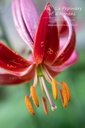 Lilium martagon 'Claude Shride' - La pépinière d'Agnens