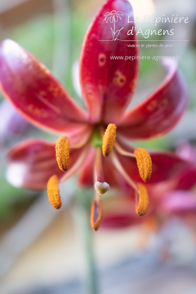 Lilium martagon 'Claude Shride' - La pépinière d'Agnens