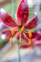 Lilium martagon 'Claude Shride' - La pépinière d'Agnens