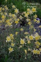Aquilegia chrysantha 'Yellow Queen' - La pépinière d'Agnens