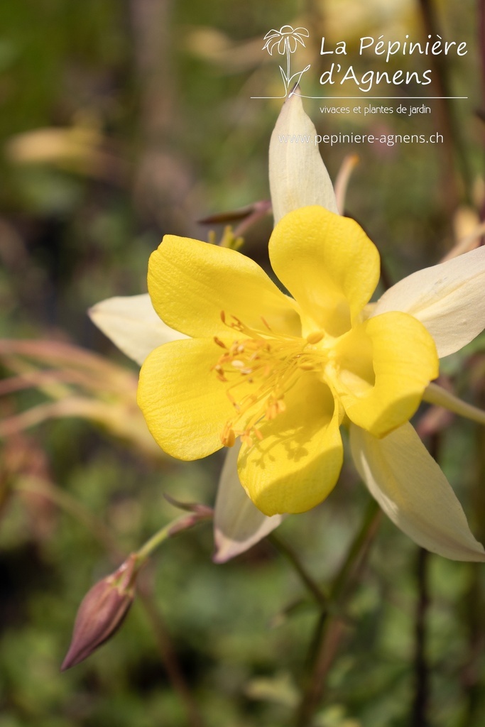 Aquilegia chrysantha 'Yellow Queen' - La pépinière d'Agnens