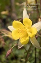 Aquilegia chrysantha 'Yellow Queen' - La pépinière d'Agnens
