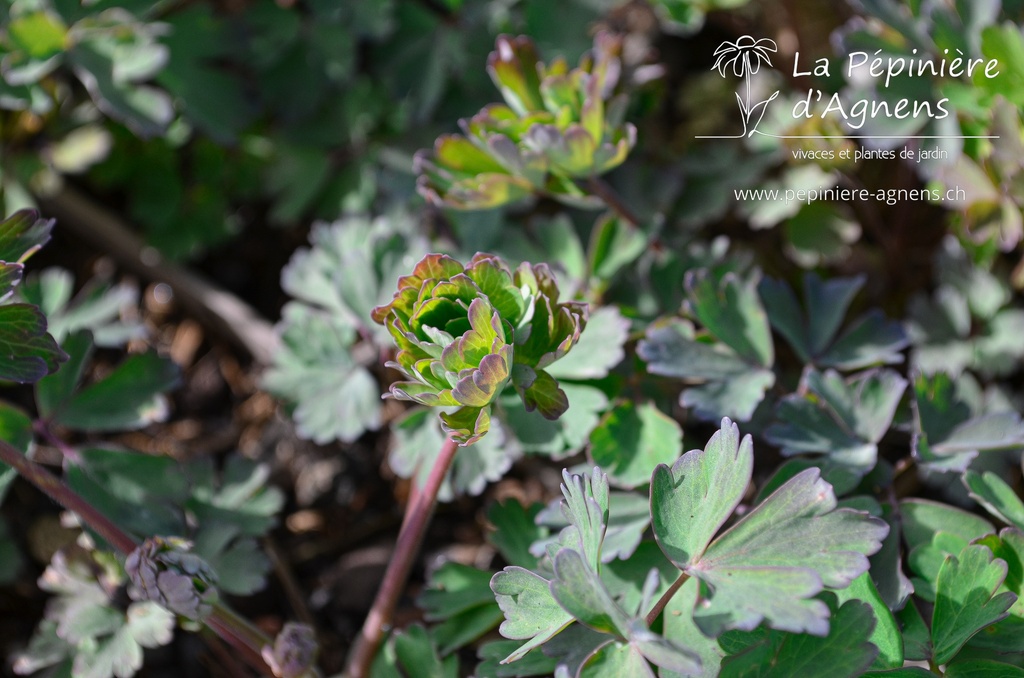 Aquilegia chrysantha 'Yellow Queen' - La pépinière d'Agnens