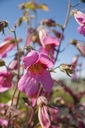 Rehmannia elata - La pépinière d'Agnens