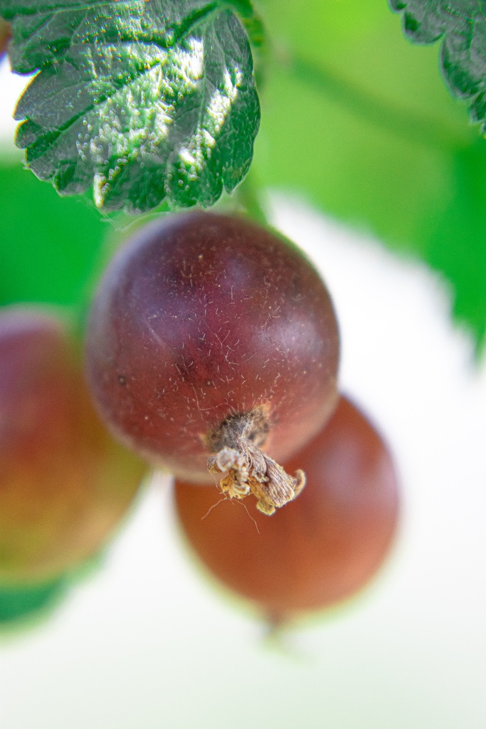 Ribes (1) nidigrolaria 'Josta' - La pépinière d'Agnens