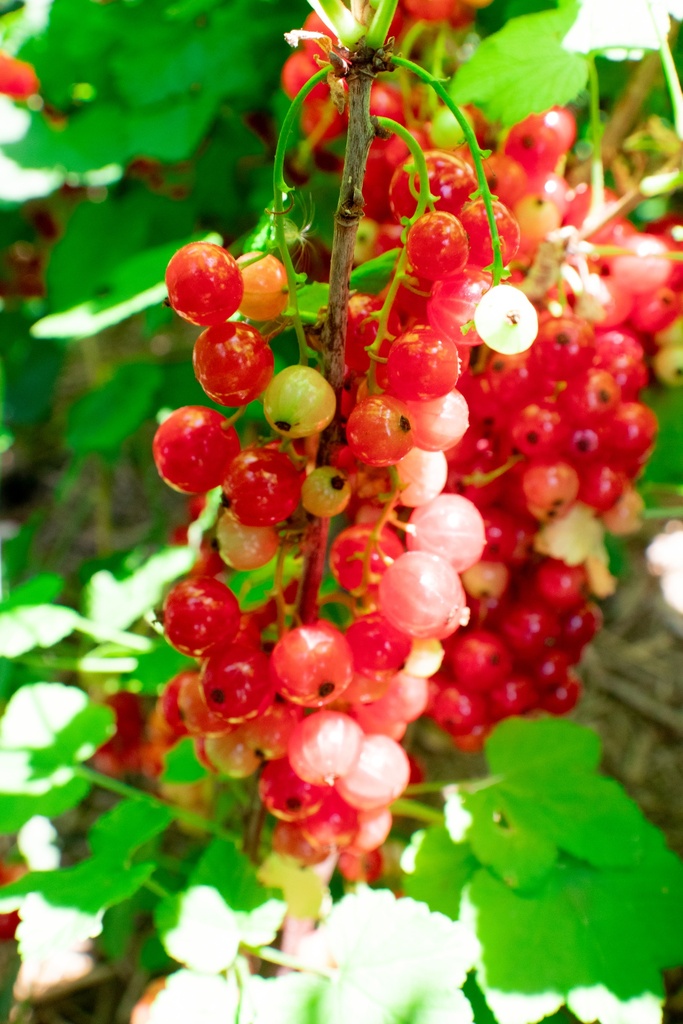 Ribes (3) rubrum 'Jonkheer van Tets' - La pépinière d'Agnens