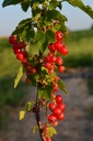 Ribes (3) rubrum 'Rolan' - La pépinière d'Agnens