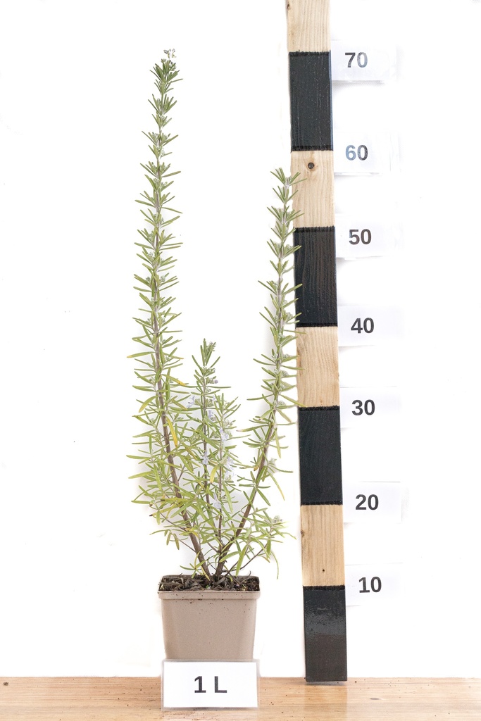 Rosmarinus officinalis - La pépinière d'Agnens