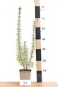 Rosmarinus officinalis - La pépinière d'Agnens
