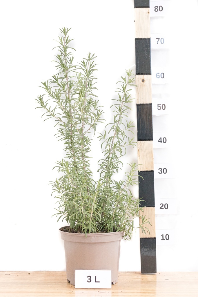 Rosmarinus officinalis - La pépinière d'Agnens