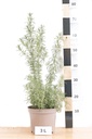 Rosmarinus officinalis - La pépinière d'Agnens