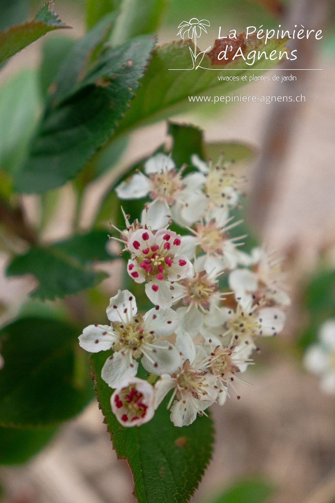 Aronia melanocarpa 'Nero' - La pépinière d'Agnens