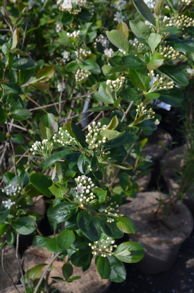 Aronia melanocarpa 'Viking' - La pépinière d'Agnens