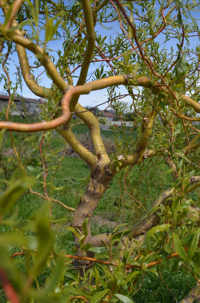 Salix erythroflexuosa - La pépinière d'Agnens