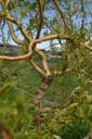Salix erythroflexuosa - La pépinière d'Agnens