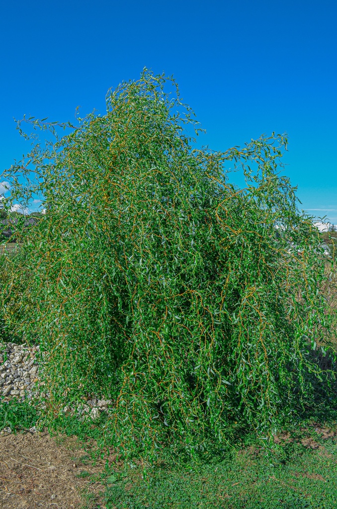 Salix erythroflexuosa - La pépinière d'Agnens