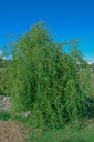 Salix erythroflexuosa - La pépinière d'Agnens
