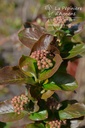 Aronia melanocarpa 'Viking' - La pépinière d'Agnens