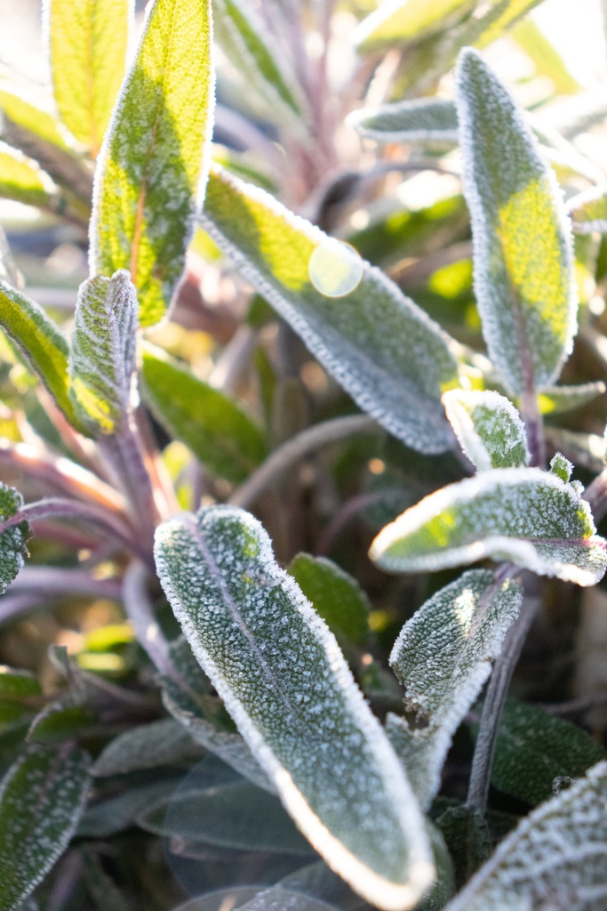 Salvia officinalis - La pépinière d'Agnens