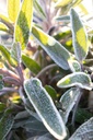 Salvia officinalis - La pépinière d'Agnens