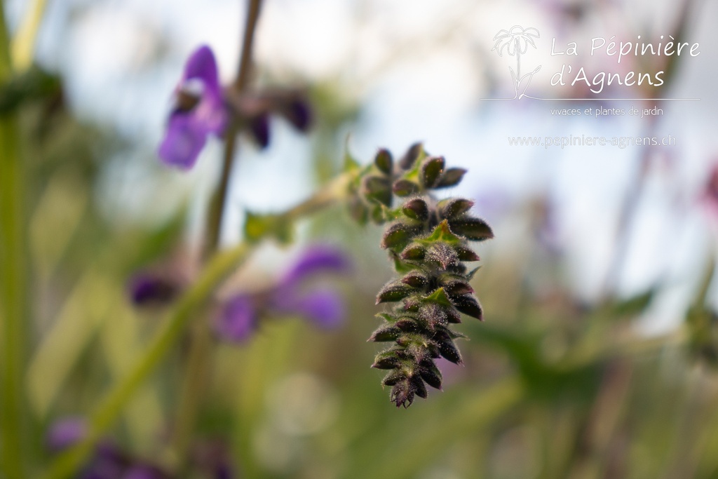 Salvia pratensis - La pépinière d'Agnens