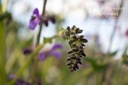 Salvia pratensis - La pépinière d'Agnens