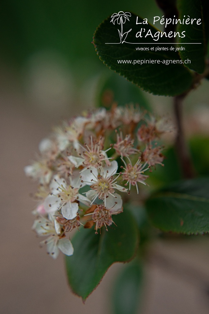 Aronia melanocarpa 'Viking' - La pépinière d'Agnens