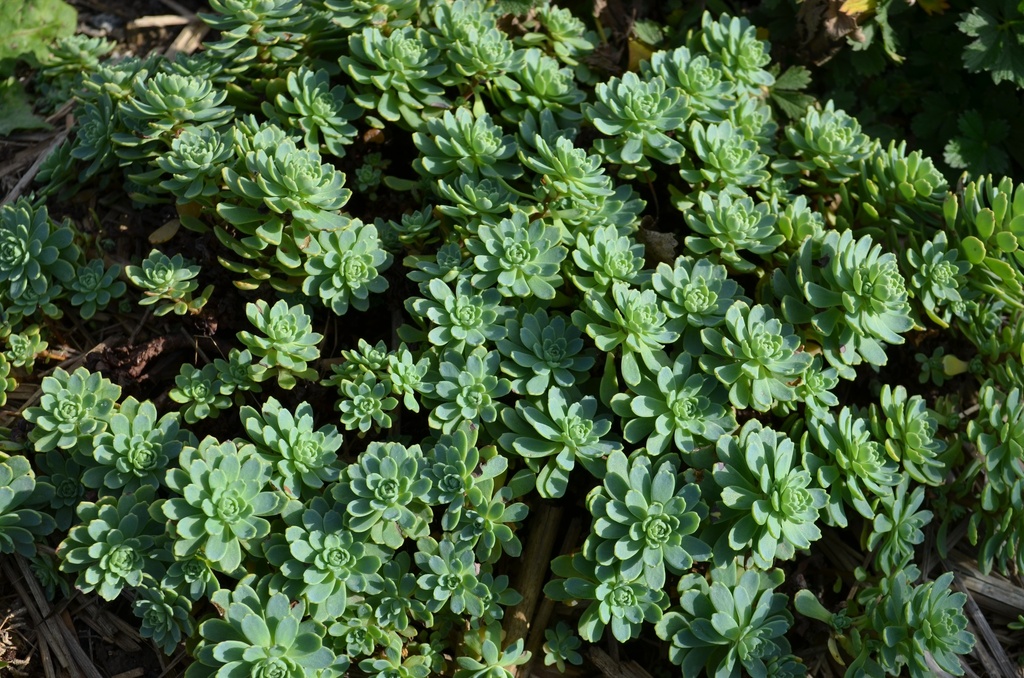 Sedum pachyclados - La pépinière d'Agnens