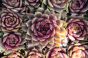 Sempervivum Divers - La pépinière d'Agnens