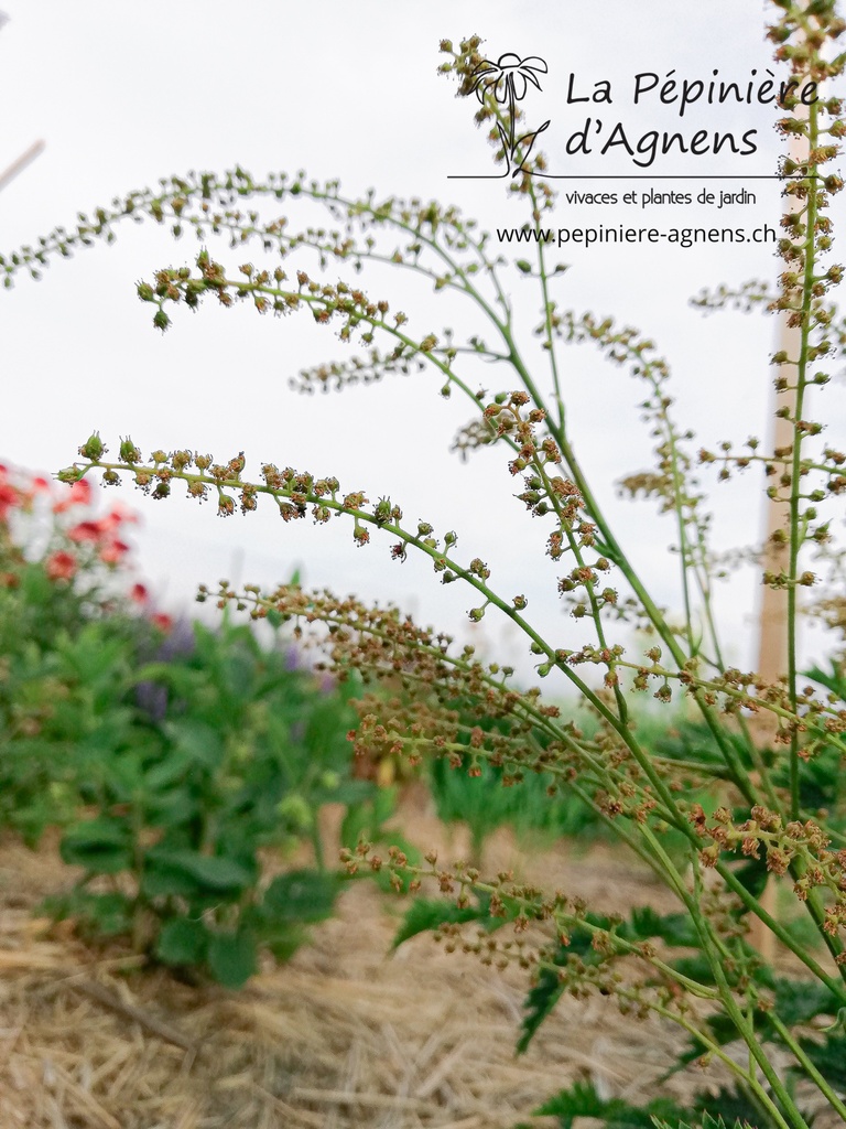 Aruncus aethusifolius - La pépinière d'Agnens