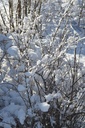 Spiraea x vanhouttei - La pépinière d'Agnens