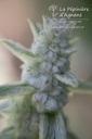 Stachys byzantina 'Primrose Heron' - La pépinière d'Agnens