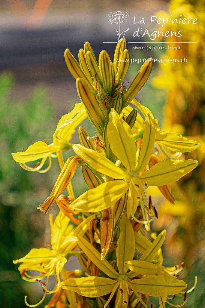 Asphodeline lutea - La pépinière d'Agnens