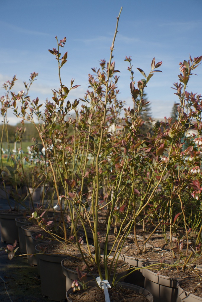 Vaccinium corymbosum 'Liberty' - La pépinière d'Agnens