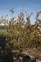Vaccinium corymbosum 'Liberty' - La pépinière d'Agnens