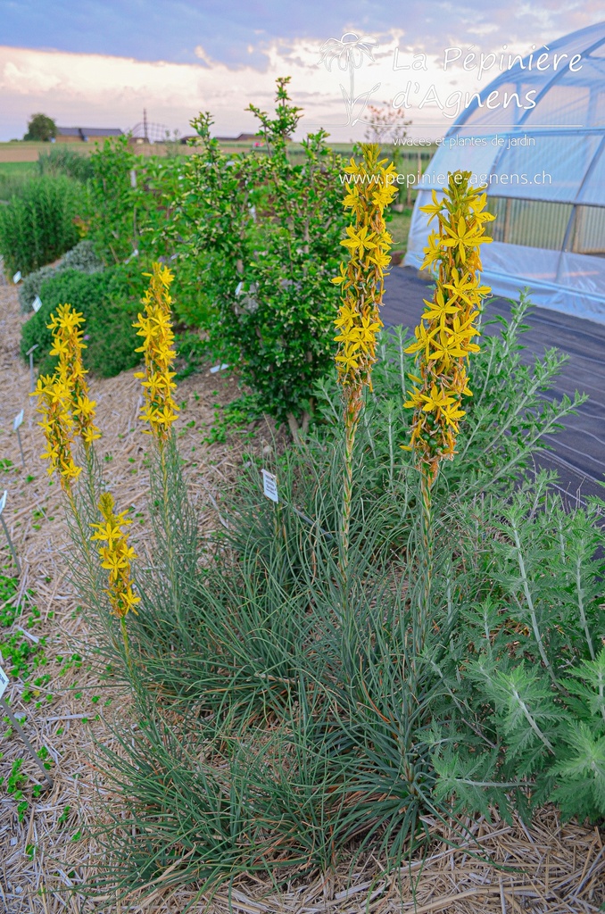 Asphodeline lutea - La pépinière d'Agnens