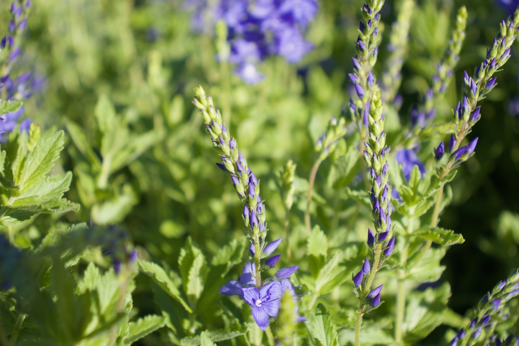 Veronica austriaca ssp. teucrium 'Knallblau' - La pépinière d'Agnens