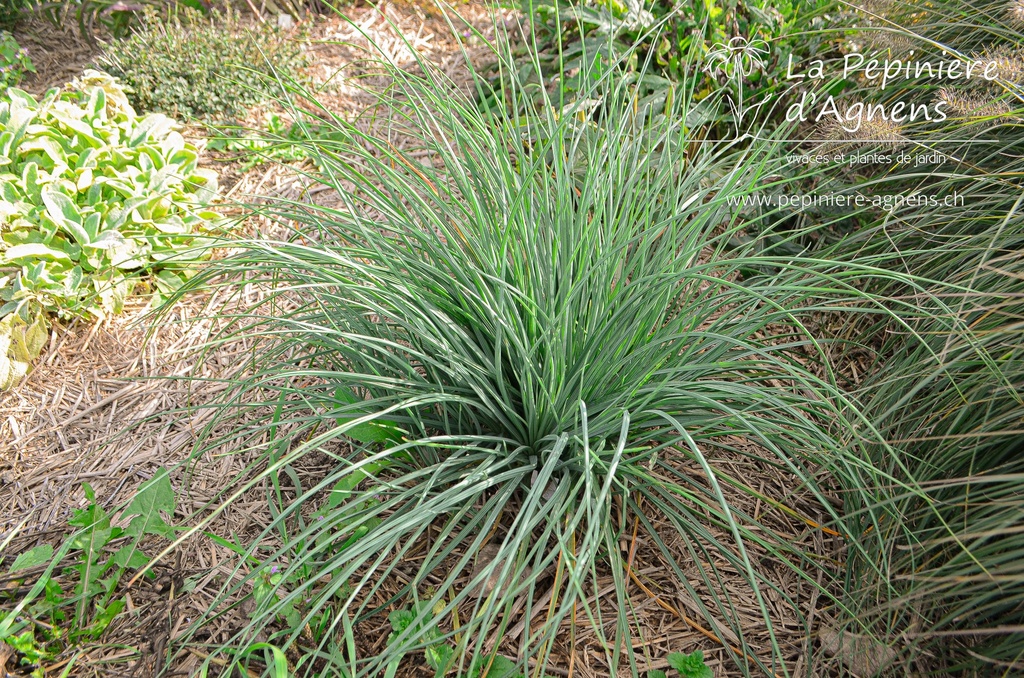 Asphodeline lutea - La pépinière d'Agnens