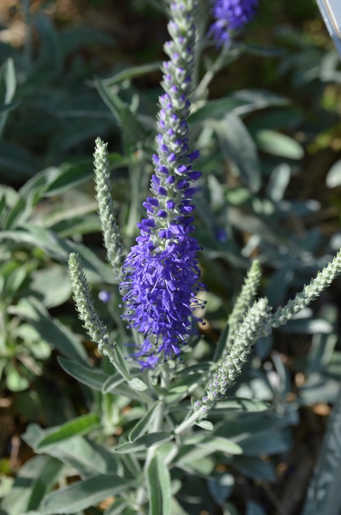 Veronica spicata ssp. incana 'Silberteppich' - La pépinière d'Agnens