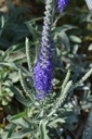 Veronica spicata ssp. incana 'Silberteppich' - La pépinière d'Agnens