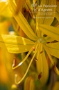 Asphodeline lutea - La pépinière d'Agnens