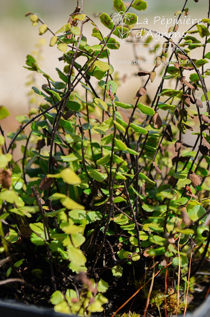 Asplenium trichomanes - La pépinière d'Agnens