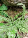 Asplenium trichomanes - La pépinière d'Agnens