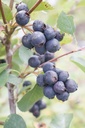 Amelanchier alnifolia 'Northline' - La Pépinière d'Agnens