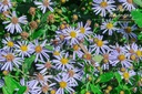 Aster ageratoides 'Adustus Nanus' - La pépinière d'Agnens