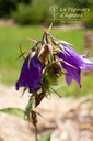 Campanula punctata 'Kent Belle' - La Pépinière d'Agnens