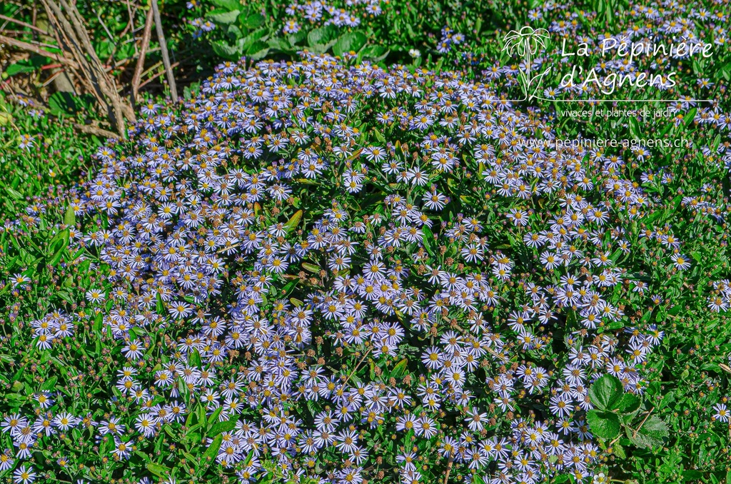 Aster ageratoides 'Adustus Nanus' - La pépinière d'Agnens