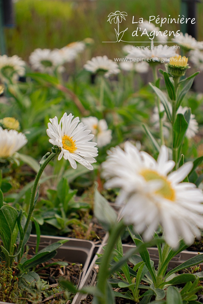 Aster alpinus 'Albus' - La pépinière d'Agnens