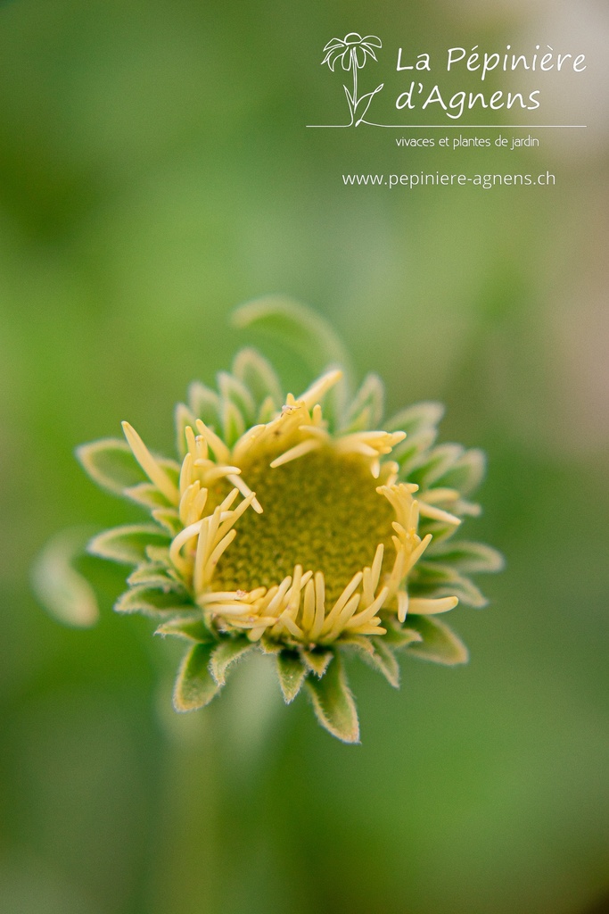 Aster alpinus 'Albus' - La pépinière d'Agnens