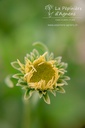 Aster alpinus 'Albus' - La pépinière d'Agnens